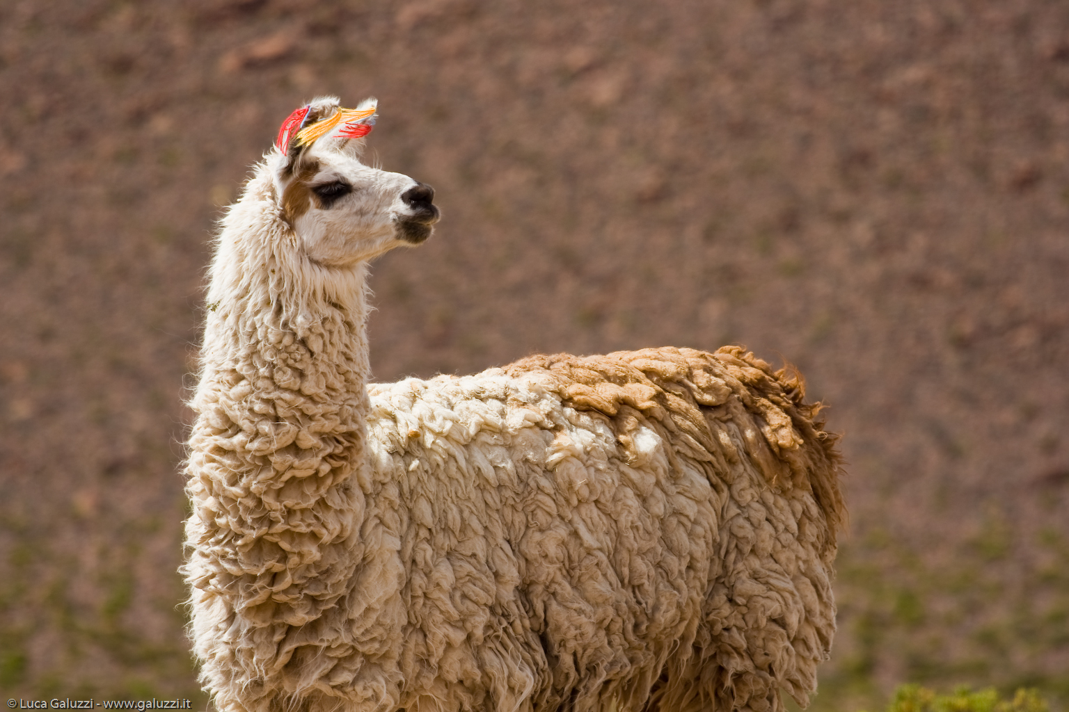 I fili di lana colorata indicano il proprietario del lama