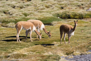 Vigogne, Lago Chungara, 4570 m