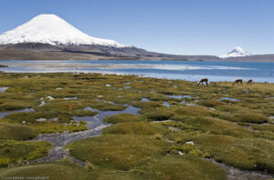 Lago Chungara, 4570 m slm