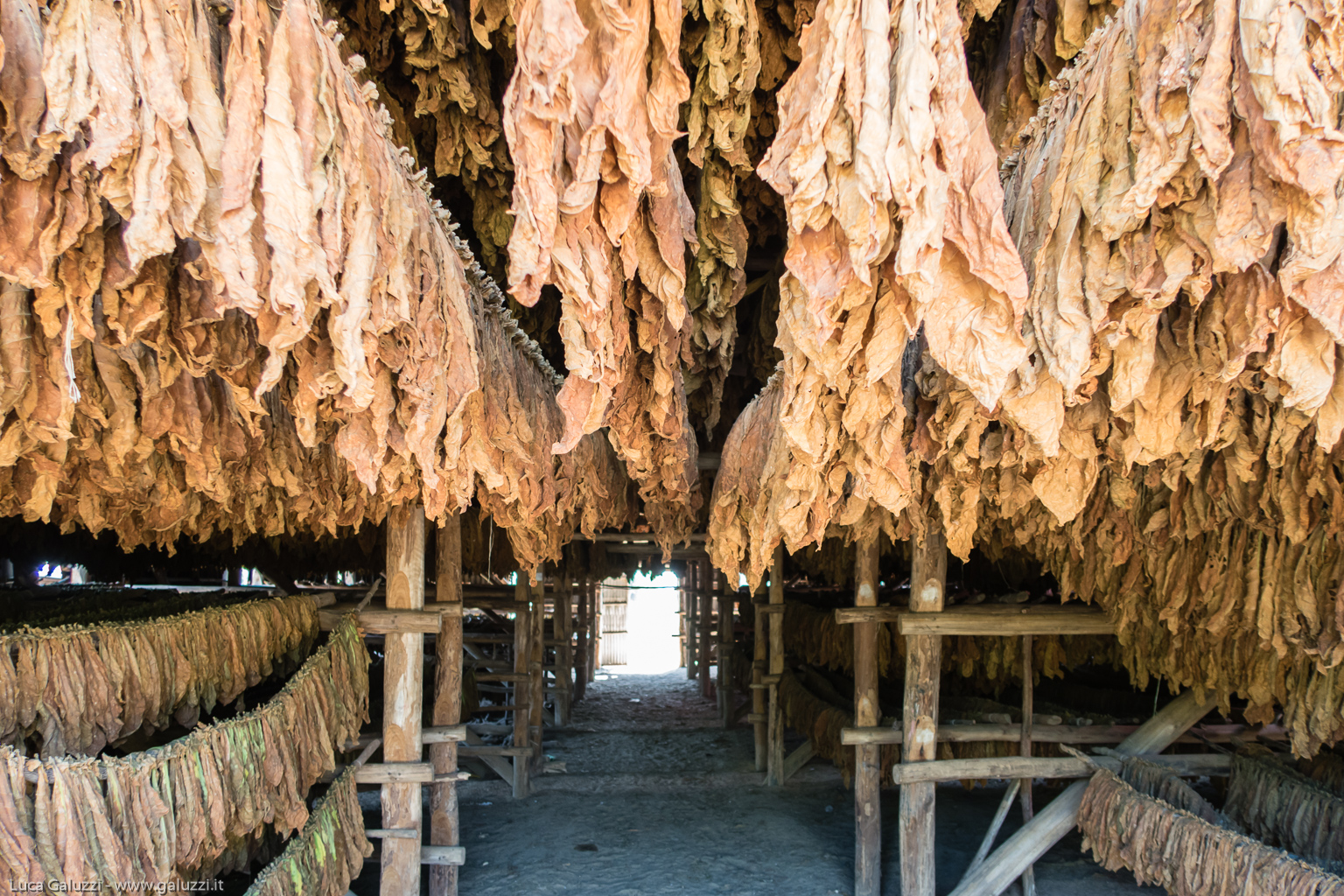 Pinar del Río, foglie di tabacco in essicazione