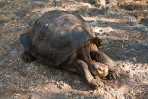 La tartaruga delle Galapagos è la più grande tartaruga vivente. Gli esemplari adulti possono raggiungere i 300 kg di peso e 1.8 m di lunghezza.