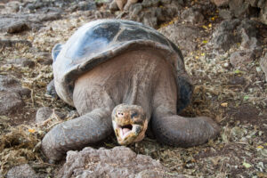 La tartaruga gigante delle Galapagos
