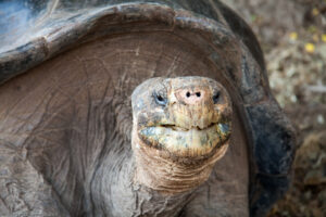 La tartaruga gigante delle Galapagos