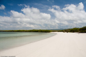 Le due spiagge di Tortuga Bay sono separate da un bosco di mangrovie rosse
