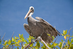 Pellicano bruno delle Galápagos