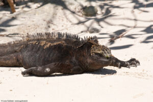 Iguana marina