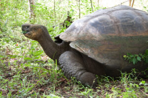 Tortuga de las Galápagos