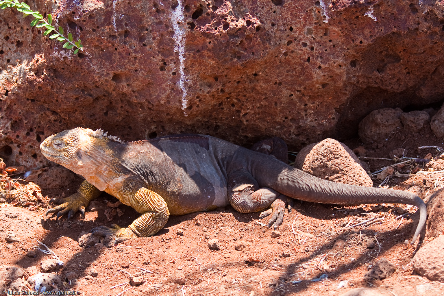 Iguana marina