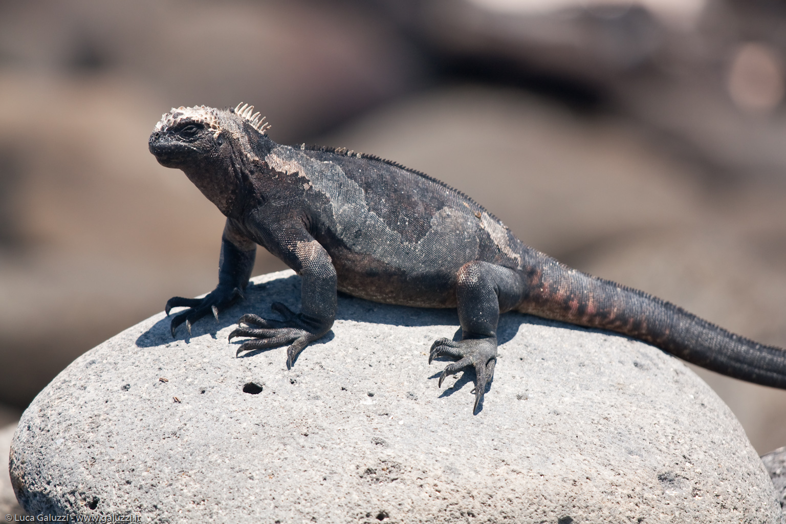 Iguana marina