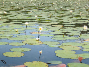 Ninfee sul lago di El Golfete, Guatemala