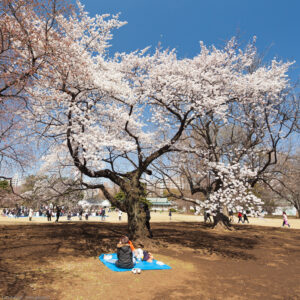 Shinjuku Gyoen. L´Hanami è la tradizionale usanza giapponese di godere della bellezza della fioritura primaverile degli alberi, in particolare di quella dei ciliegi da fiore giapponesi.