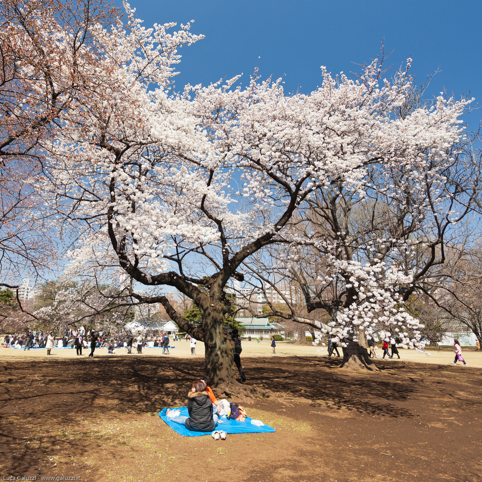 Shinjuku Gyoen. L´Hanami è la tradizionale usanza giapponese di godere della bellezza della fioritura primaverile degli alberi, in particolare di quella dei ciliegi da fiore giapponesi.