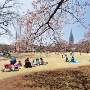 Lo splendido spettacolo dei ciliegi in fiore occupa gran parte della primavera e si può ammirare da inizio aprile (nel sud dell´isola di Honshu) fino a metà maggio (nella settentrionale Hokkaidō).