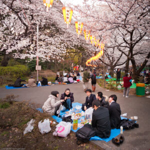 Fioritura di ciliegi nel Parco di Ueno. L´hanami (osservazione della fioritura dei cigliegi) di notte è chiamato yozakura (letteralmente sakura di notte).