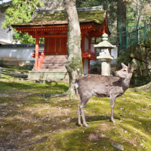 È caratteristica di Nara la presenza di cervi che girano liberamente per i parchi