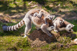 Lemure katta. I katta appena nati iniziano a mangiare cibi solidi dopo due mesi e sono del tutto svezzati dopo cinque.