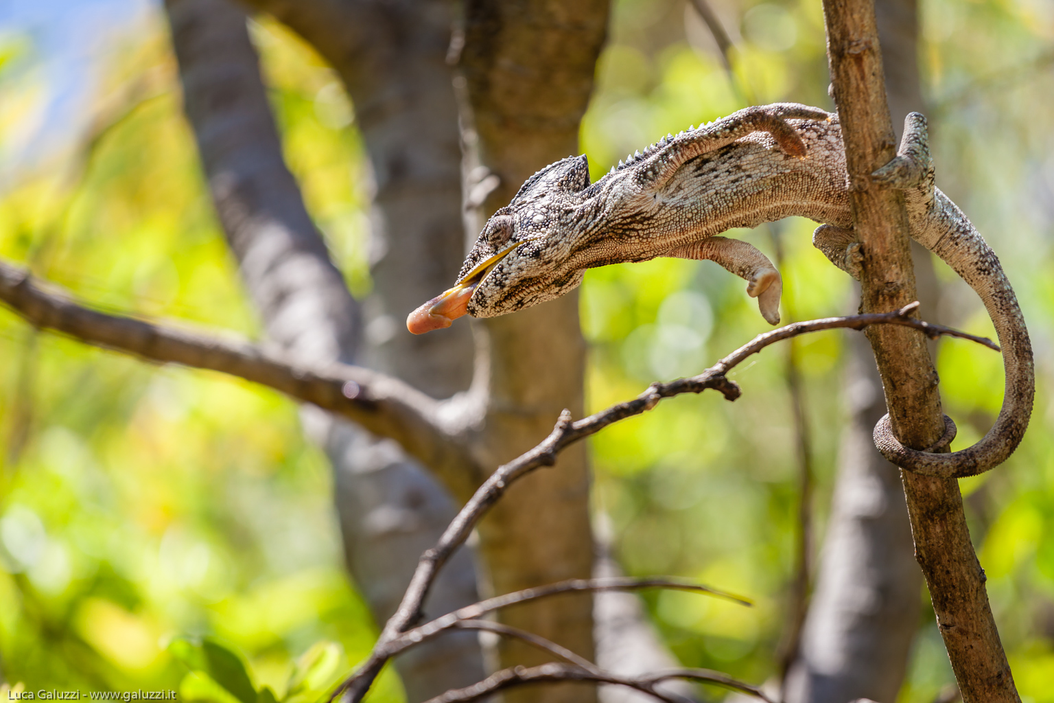 La lingua dei camaleonti, a forma di clava e coperta da una secrezione appiccicosa, può essere catapultata all'esterno con la precisione di una catapulta