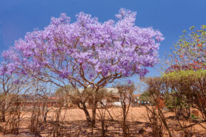 Jacaranda