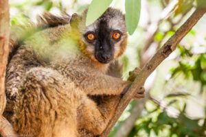 Eulemur