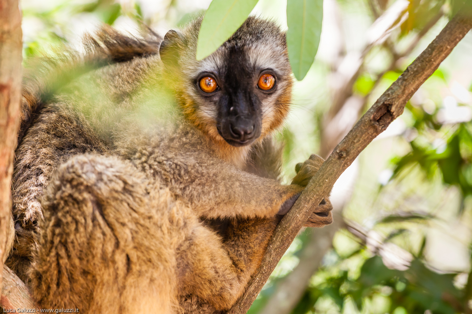 Eulemur
