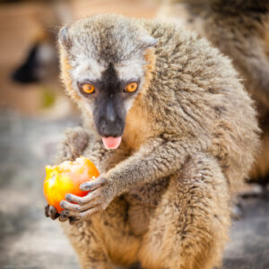 Eulemur