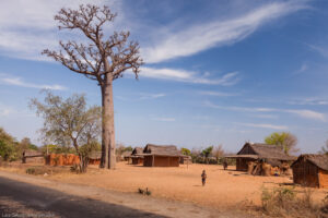 Baobab