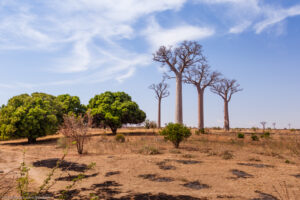 Baobab