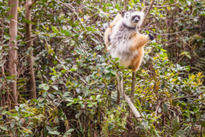 Sifaka diadema, uno dei più grandi lemuri viventi: misura tra 94 e 105 cm, e pesa tra 6 e 8,5 kg