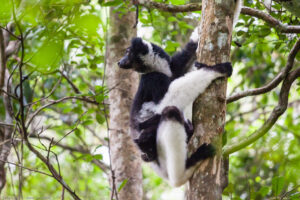 Indri indri