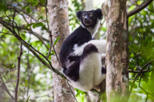 Gli Indri indri vivono in piccoli gruppi familiari composti da una coppia più anziana e dai loro cuccioli