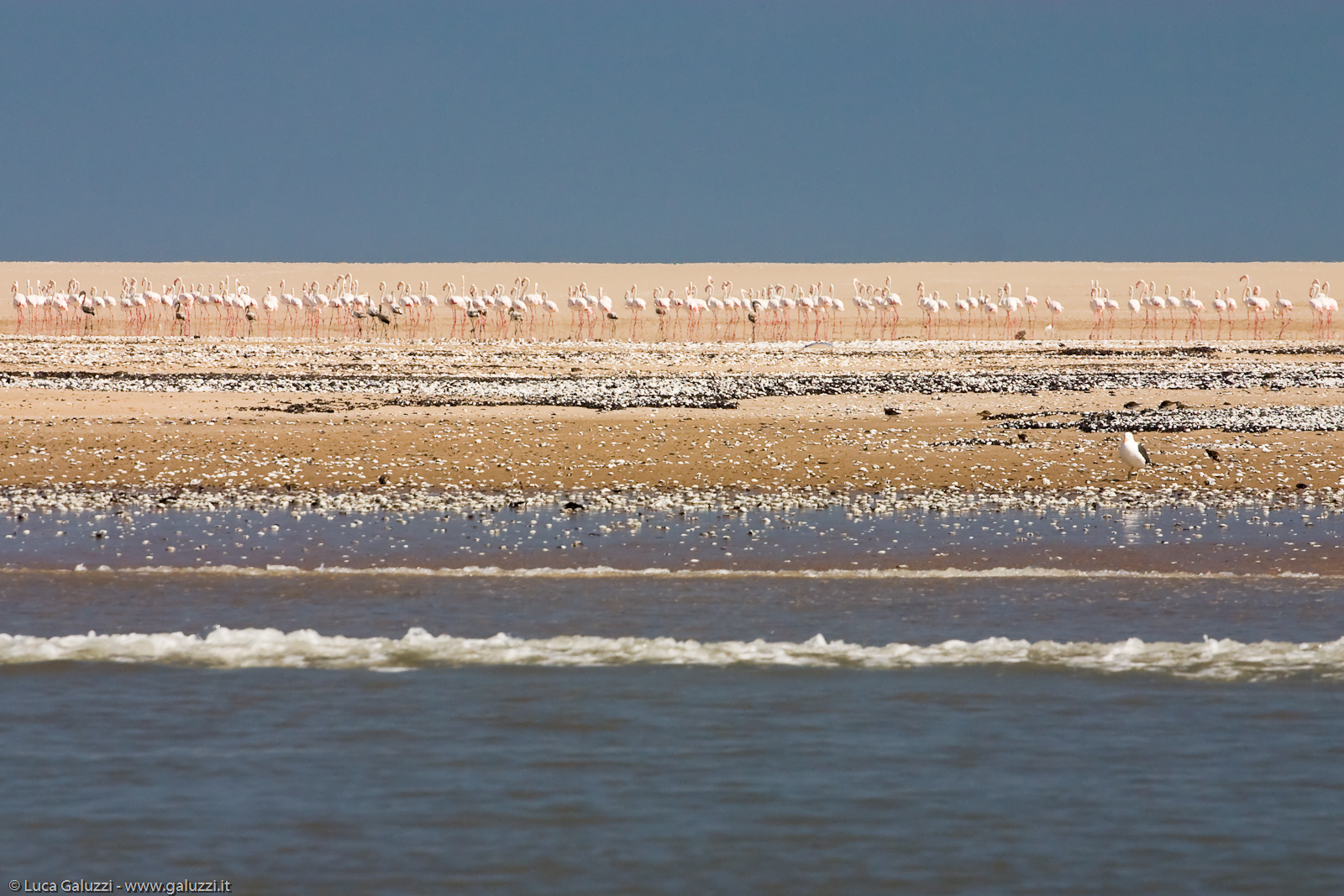 Fenicotteri rosa