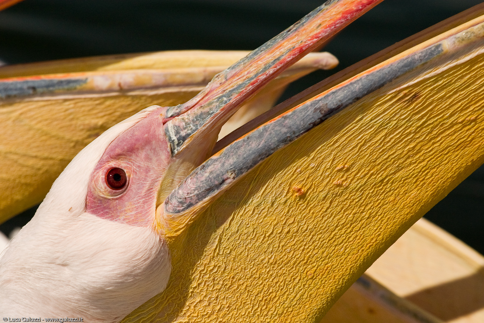 Pellicani