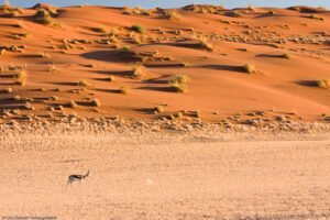 Springbok