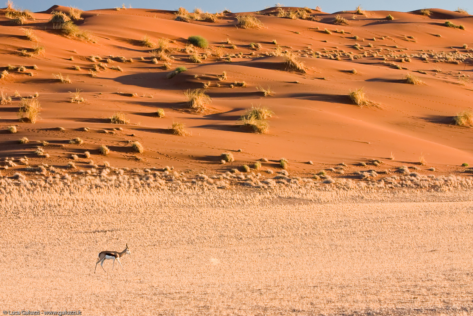 Springbok