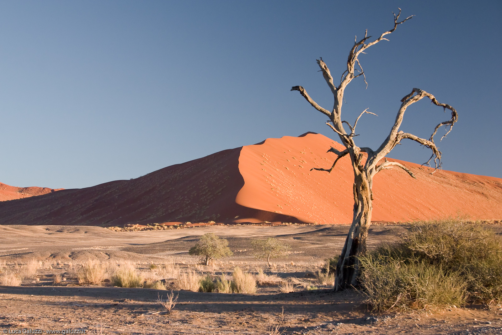 Camel Thorn Tree in Sossusvlei
