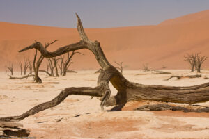 Dead Vlei