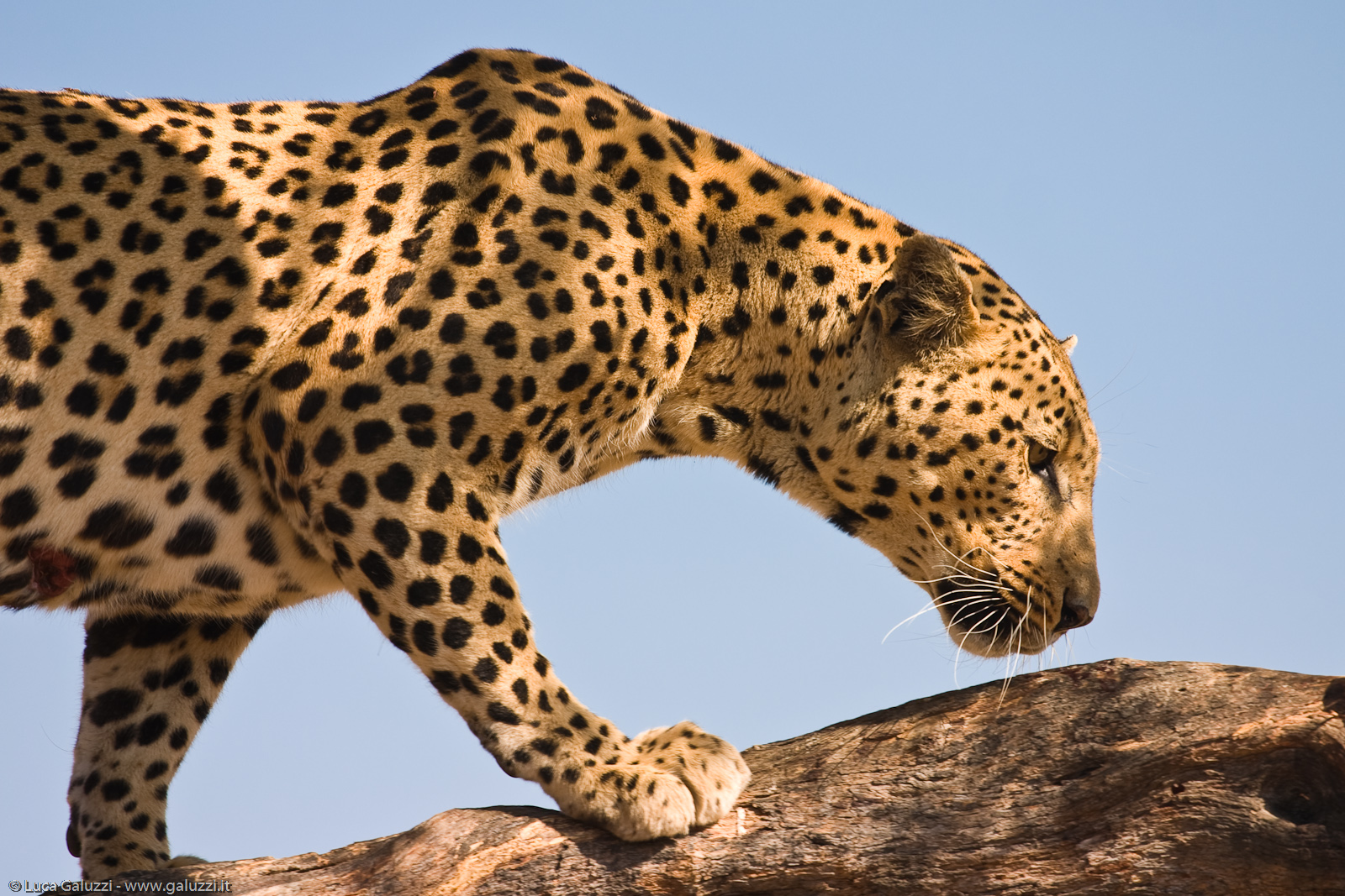 Leopardo