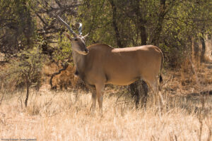 Eland