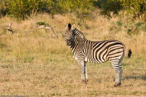 Le striature della zebra sono utilissime per sfuggire ai predatori. Quando le zebre fuggono, le strisce scorrono davanti a gli occhi del leone che rimane frastornato non riuscendo a individuare bene la sagoma della preda.