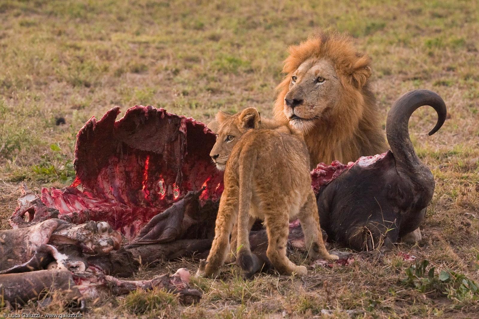 Il pasto dei leoni