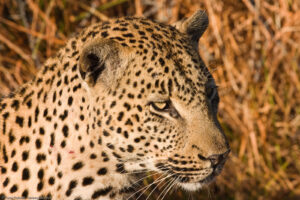 Leopardo