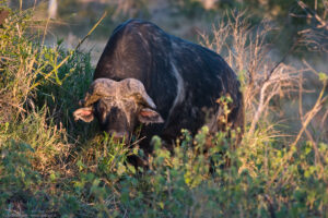 Bufalo africano