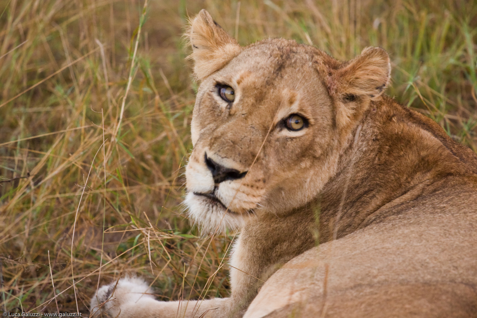 Leonessa. I leoni vivono in branchi formati da femmine imparentate, dai loro cuccioli, e da un maschio adulto