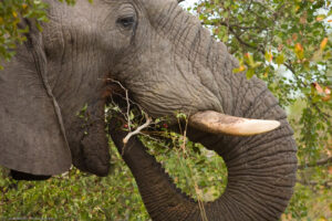 Gli elefanti sono dotati di due zanne prominenti e di una proboscide, derivata dalla fusione di naso e labbro superiore: un organo molto versatile, prensile, dotato di terminazioni tattili, e che può essere usata per aspirare acqua per poi spruzzarla.