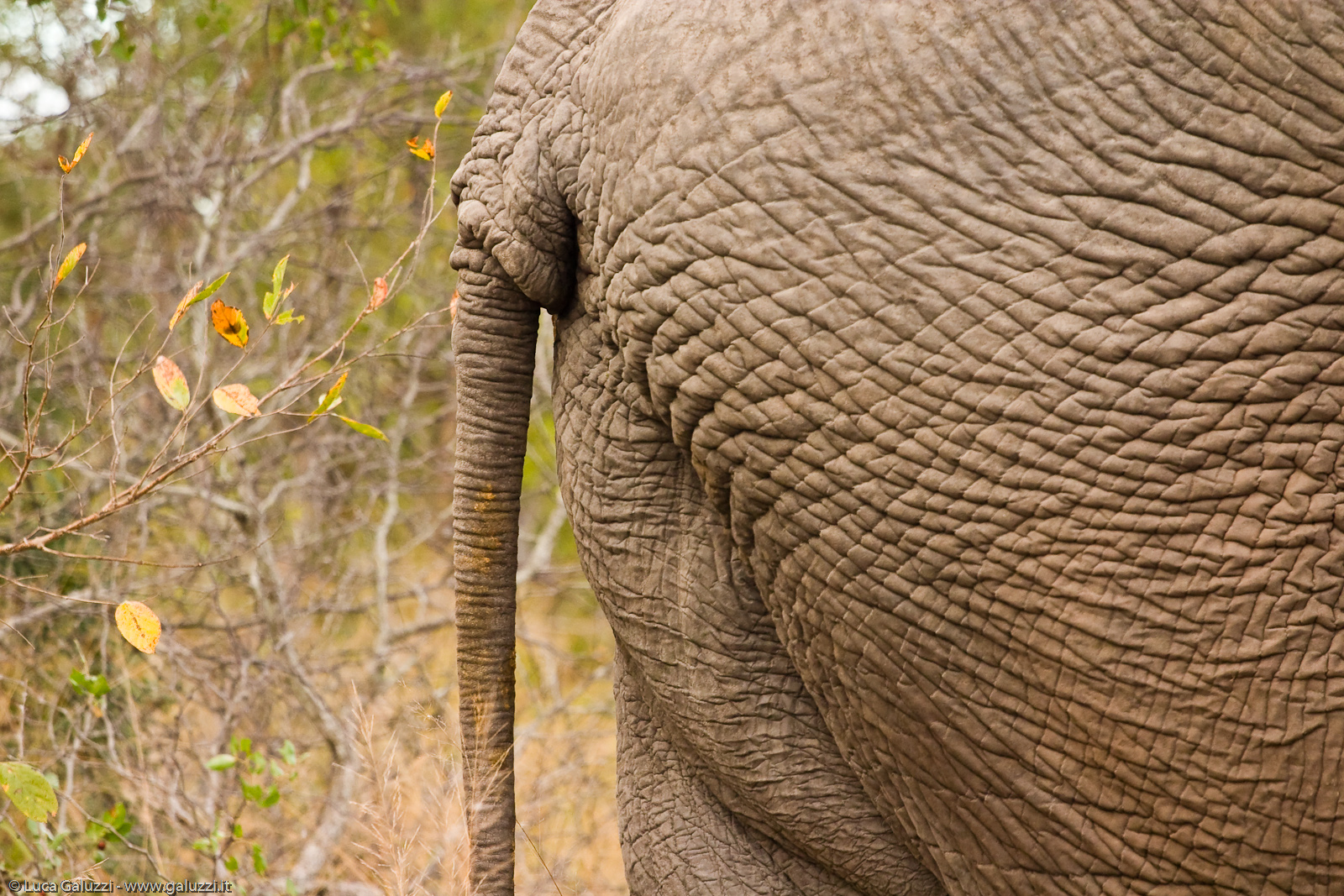 Gli elefanti sono chiamati pachidermi che significa animali dalla pelle spessa.La pelle dell´elefante è spessa fino a circa 2,5 centimetri attorno a molte parti del corpo.