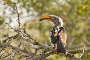 Zazu (Bucero beccogiallo meridionale)