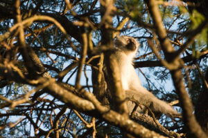 Vervet Monkey