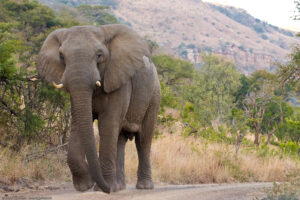 Elefante Africano