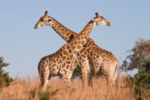 Giraffe che combattono nel parco di Ithala, KwaZulu Natal del Nord, Sudafrica