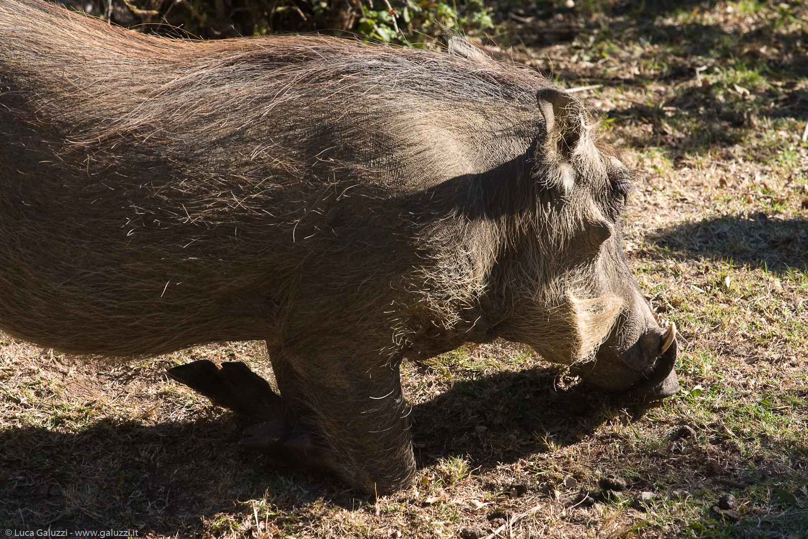 Pumbaa il facocero